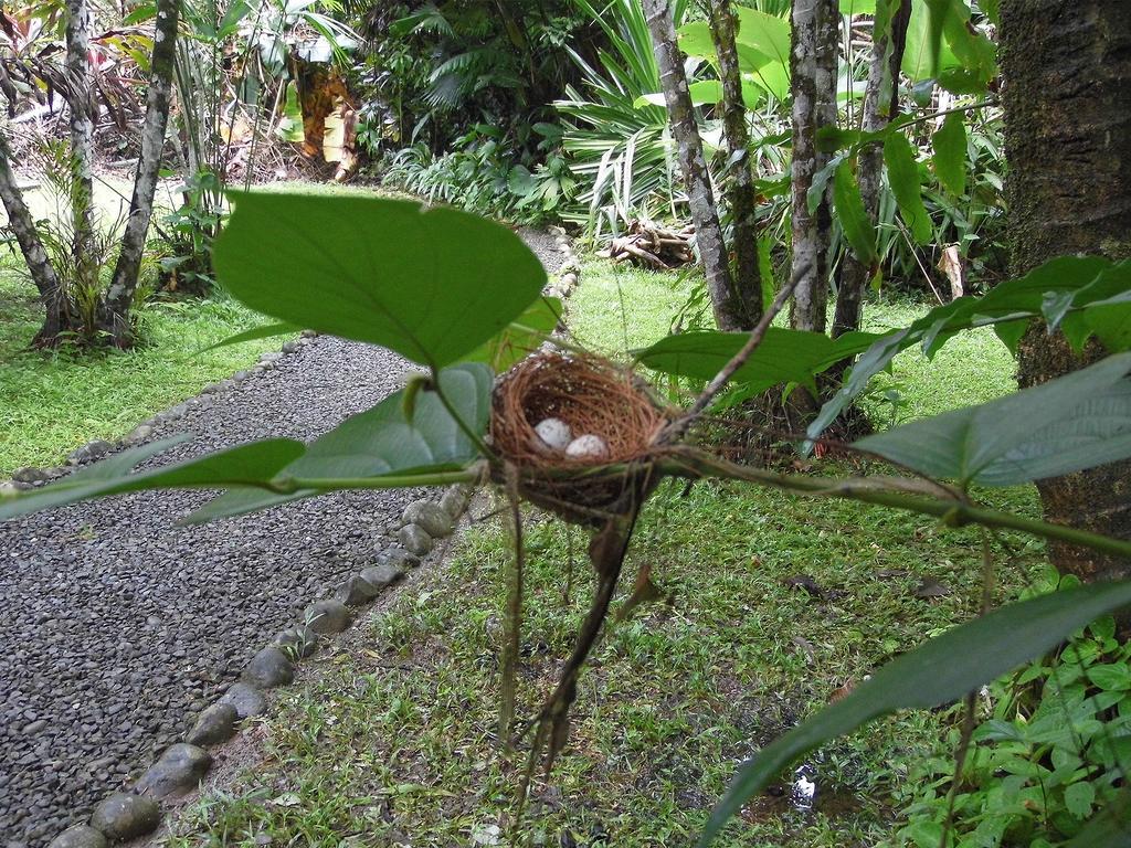 El Colibri Lodge Manzanillo (Limon) Exterior foto